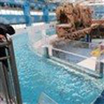 Läbipaistvad akrüüllehed